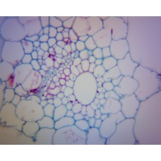 Slide, Microscope, Chloroplasts