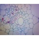 Slide, Microscope, Chloroplasts