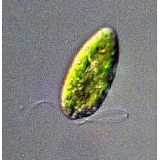 Slide, Microscope, Euglena