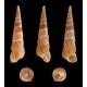 Turritella fossil (Mollusc)