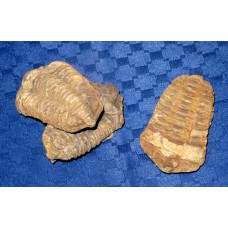 Trilobite fossil (each)