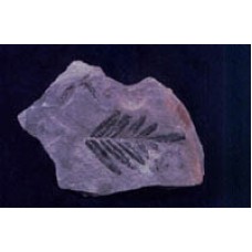 Glossopteris leaf fossil (each)