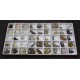 Fossil Set, stratigraphic collection 