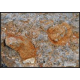 Archaeocyathan Limestone rock specimens
