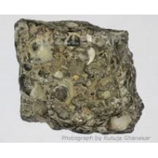 Limestone Bryozoal rock specimens 3cm x 2cm ea