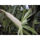 Seed pack, Maize (Corn)