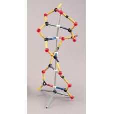 DNA (A) Model, Carolina type