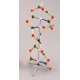 DNA (A) Model, Carolina type