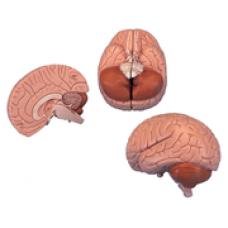 Brain Model C15