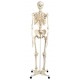 Skeleton model (Human Skeleton)