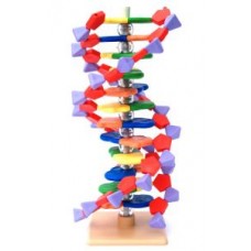 DNA Model, Molymod type, 12 layer,1 turn
