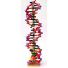 DNA Model, Molymod type,22 layer, 2 turns