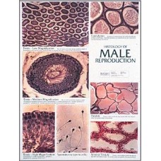 Chart, Male Reproductive System