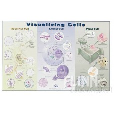 Chart, Cells (Visualising Cells)