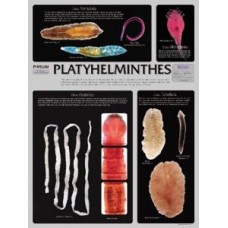 Chart,Phylum Platyhelminthes