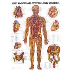 Anatomical Chart, Vascular/ circulatory System