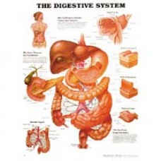 Anatomical Chart, Digestive System