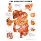 Anatomical Chart, Digestive System