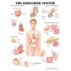 Anatomical Chart, Endocrine System
