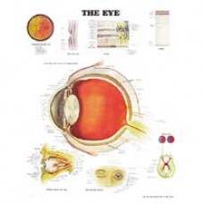 Anatomical Chart, Eye