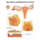 Anatomical Chart, Female Reproductive System