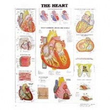 Anatomical Chart, Heart