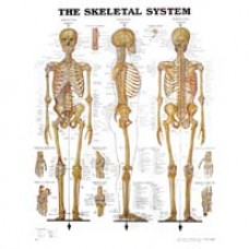 Anatomical Chart, Human Skeleton