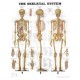 Anatomical Chart, Human Skeleton