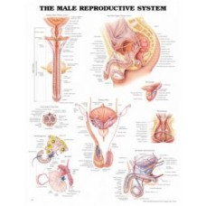 Anatomical Chart, Male Reproductive System