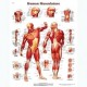 Anatomical Chart, Muscles