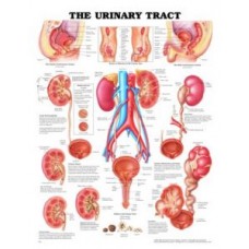 Anatomical Chart, Urinary System