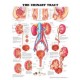 Anatomical Chart, Urinary System