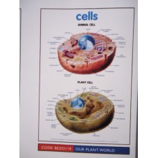 Chart, Cells, Junior Science Chart Series