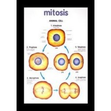 Chart, Mitosis, Junior Science Chart Series