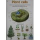 Chart, Plant Cells, Junior Science Chart Series