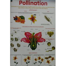 Chart, Pollination, Junior Science Chart Series