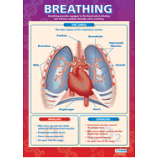 Breathing chart