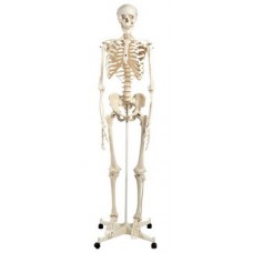 Skeleton model, half adult size