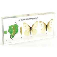 Cabbage worm life cycle