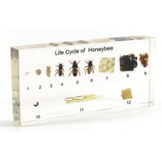 Honey Bee life cycle