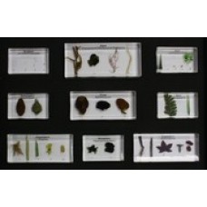 Plant Kingdom collection 25 specimens