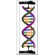 DNA Double Helix Structure Model