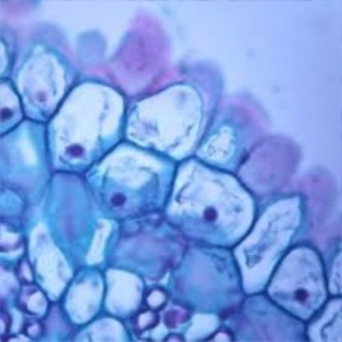 Slide, Microscope, Animal Cell
