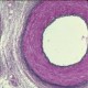 Slide, Microscope, Aorta