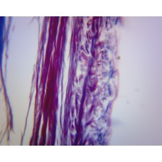 Slide, Microscope, Trachea
