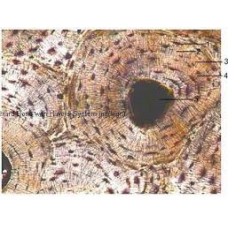 Slide, Microscope, Squamous Epithelium