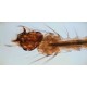 Slide, Microscope, Insect, Mosquito Head