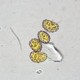 Slide, Microscope, Fern Sporangia