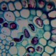 Slide, Microscope, Lilium Leaf
