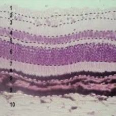 Slide, Microscope, Retina